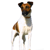 Fox Terrier - Smooth Picture