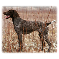 German Shorthaired Pointer Picture