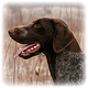 German Shorthaired Pointer Photo