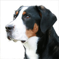 Greater Swiss Mountain Dog Picture