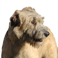 Irish Wolfhound Picture