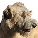 Irish Wolfhound Photo