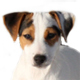 Jack Russell Terrier Photo