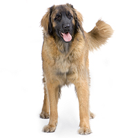 Leonberger Picture
