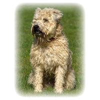 Soft Coated Wheaten Terrier Picture