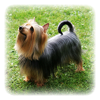 Silky Terrier Picture
