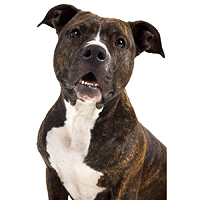 Staffordshire Bull Terrier Picture