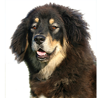 Tibetan Mastiff Picture