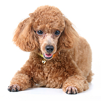 Toy Poodle Picture