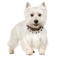 West Highland White Terrier Picture