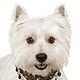 West Highland White Terrier Photo