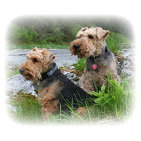Welsh Terrier Picture