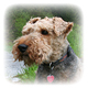 Welsh Terrier Photo