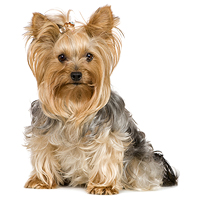 Yorkshire Terrier Picture