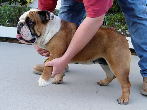 Bulldog