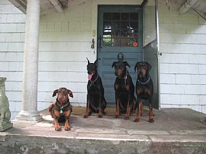 Doberman