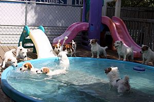 Jack Russell Terrier