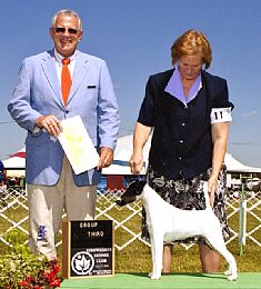 Fox Terrier - Smooth
