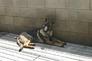 German Shepherd Dog
