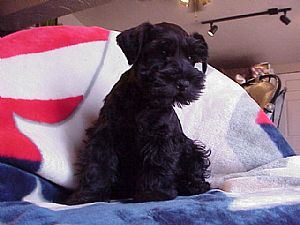 Miniature Schnauzer