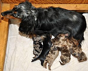 Dachshund