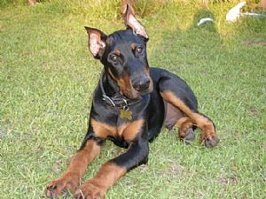 Doberman