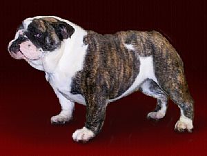 Bulldog