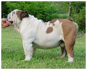 Three Oaks Bulldogs