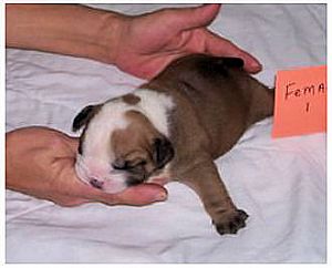 Three Oaks Bulldogs