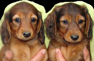 Dachshund