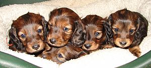 Dachshund