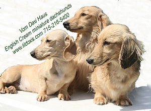 Dachshund