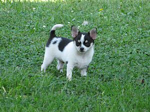 Chihuahua