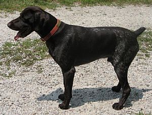 German Shorthaired Pointer