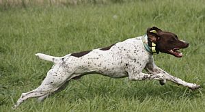 Idaho Hunting Dogs