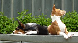 Basenji