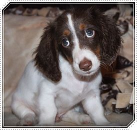 Dachshund