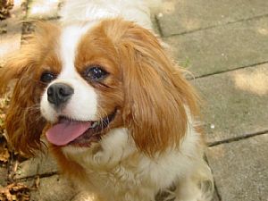 Playtime Cavaliers