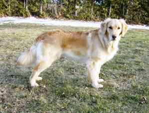 Golden Retriever