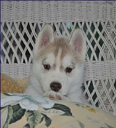 Siberian Husky Puppies