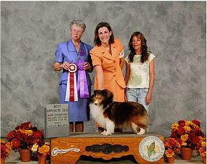 Shetland Sheepdog