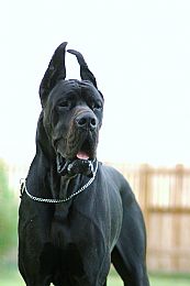 Great Dane