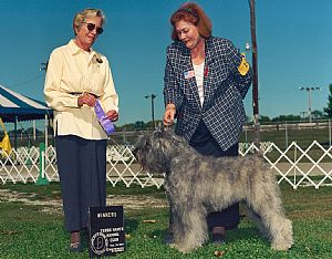 Bouvier des Flandres