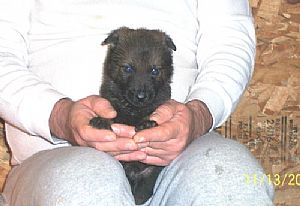 German Shepherd Dog
