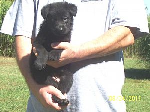 Evermore German Shepherds
