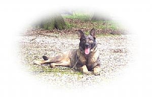 Evermore German Shepherds