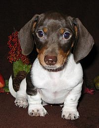 Dachshund