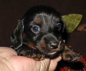Dachshund