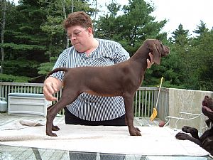 German Shorthaired Pointer