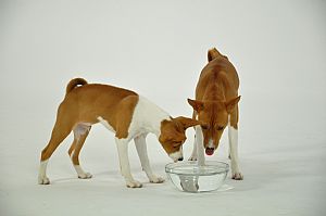 Basenji
